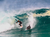 dauphin prend vague avec surfeur australien