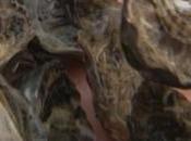 Charente-Maritime retour l'huître portugaise