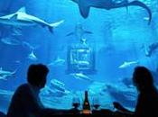 chambre Airbnb dans l’Aquarium Paris milieu requins