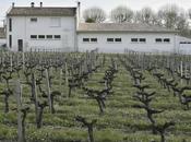 Pesticides: vignobles Bordeaux soulèvent l'inquiétude