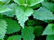 recette pour fabriquer purin d'ortie utilisations