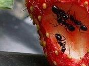 Fourmis nécessaires mais fourmis indésirables faire