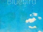 Bluebird Tristan Koëgel