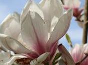 Magnolia fleurs