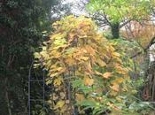 Vitis labrusca Isabelle