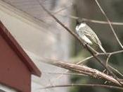 Comme l'oiseau, recommencer chaque printemps