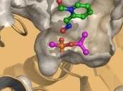 SARIN: nouveaux antidotes antineurotoxiques PNAS