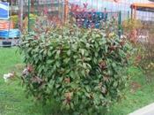 taille photinia