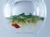 DESIGN aquariums Haruka Misawa