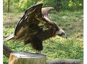 Nigéria assemblée nationale vautour