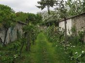 Montreuil murs pêches joyau fruitier artistique oublié plein cœur ville