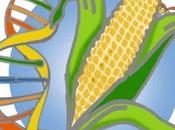 nouvelles techniques modifications génétiques (NPBT) sèment zizanie