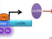 #adénocarcinomecanalairepancréatique #SIRT6 #Lin28b SIRT6 supprime cancer pancréatique contrôle Lin28b