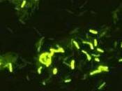 MICROBIOME: S'immuniser contre stress avec bactéries! PNAS