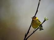 Paruline tigrée...