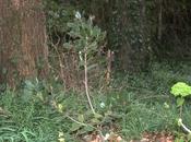 Raphiolepis umbellata