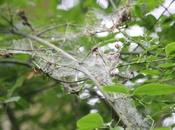 L'yponomeute trouvé fusains