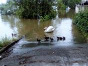 Insolite animaux (parfois étranges) bords Seine Paris #Vidéo