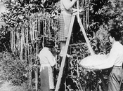avril 1957, convaincu Royaume-Uni l’existence d’arbres spaghettis?