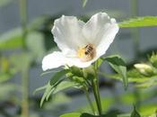 sphinx bourdon seringat