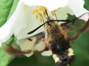 sphinx bourdon toujours