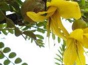 Arbuste fleurs jaunes: sophora microphylla