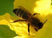 Accueillez abeilles dans votre jardin