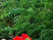 fraises pour solstice