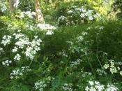 Pour plantes, c’est aussi fête musique!