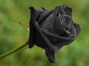 rose noire d'Halfeti Turquie