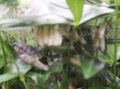 Yponomeuta cagnagella, naissance