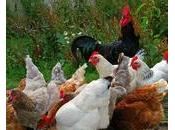 Cameroun aviculteurs sans défense