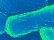 VACCINATION: capsule nouvelle génération, coli, poly Science Advances