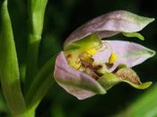 Ophrys apifera curviflora