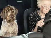 Permis conduire consultation solde points simplifiée