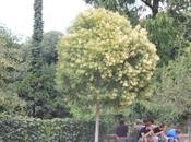 Ligustrum lucidum chenaultii, arbres