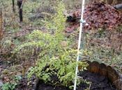 Ligustrum ovalifolium