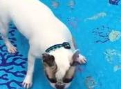 chien besoin d’eau pour nager