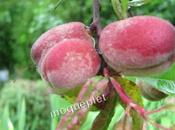 Divers arbres fruitiers