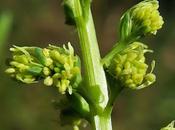 Réséda jaunâtre, Gaude (Reseda luteola)