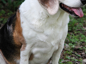 astuces pour faire maigrir chien