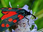 Zygène transalpine (Zygaena transalpina)
