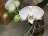 orchidée fleurs