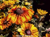 Maverick Photo Viewer