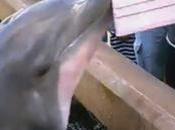 Cette touriste s’est fait voler iPad dauphin