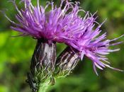 Serratule teinturiers (Serratula tinctoria subsp. tinctoria)