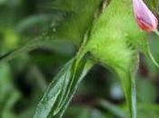 Mélampyre crêtes (Melampyrum cristatum)