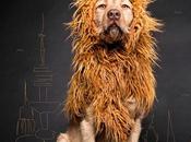 Venez voir chien déguisé lion dans rues Hambourg