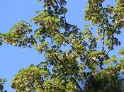 Acer pseudoplatanus