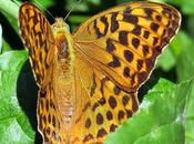 Tabac d'Espagne (Argynnis paphia)